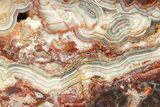 Polished Crazy Lace Agate Section - Mexico #283997-1